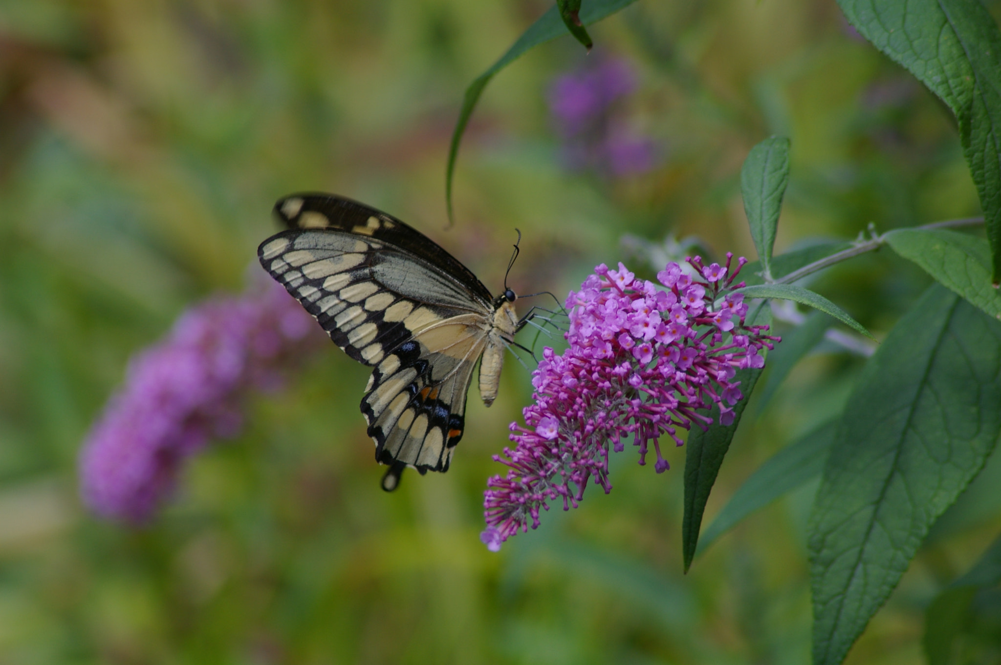 Pentax *ist DL + Tamron AF 70-300mm F4-5.6 LD Macro 1:2 sample photo. Taking a rest photography