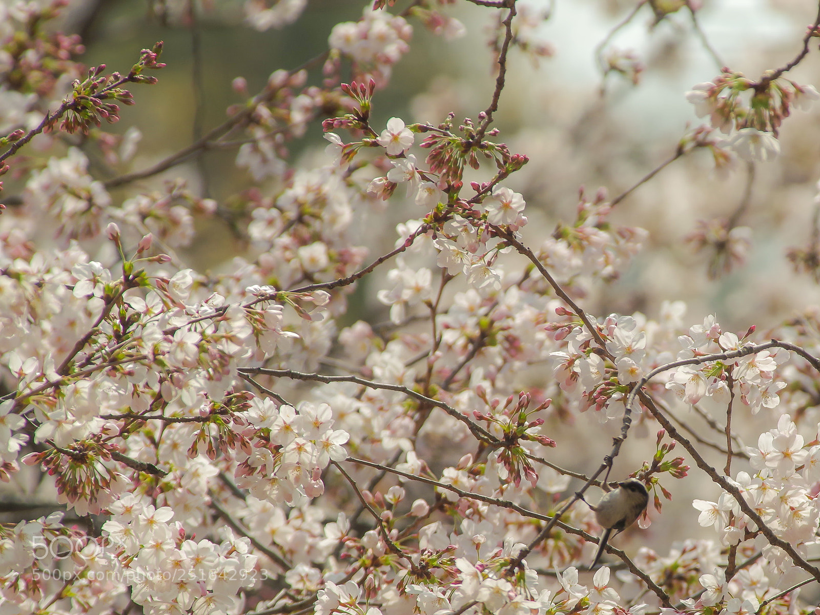 Pentax K-S2 sample photo. Where's long-tailed bushtit? photography