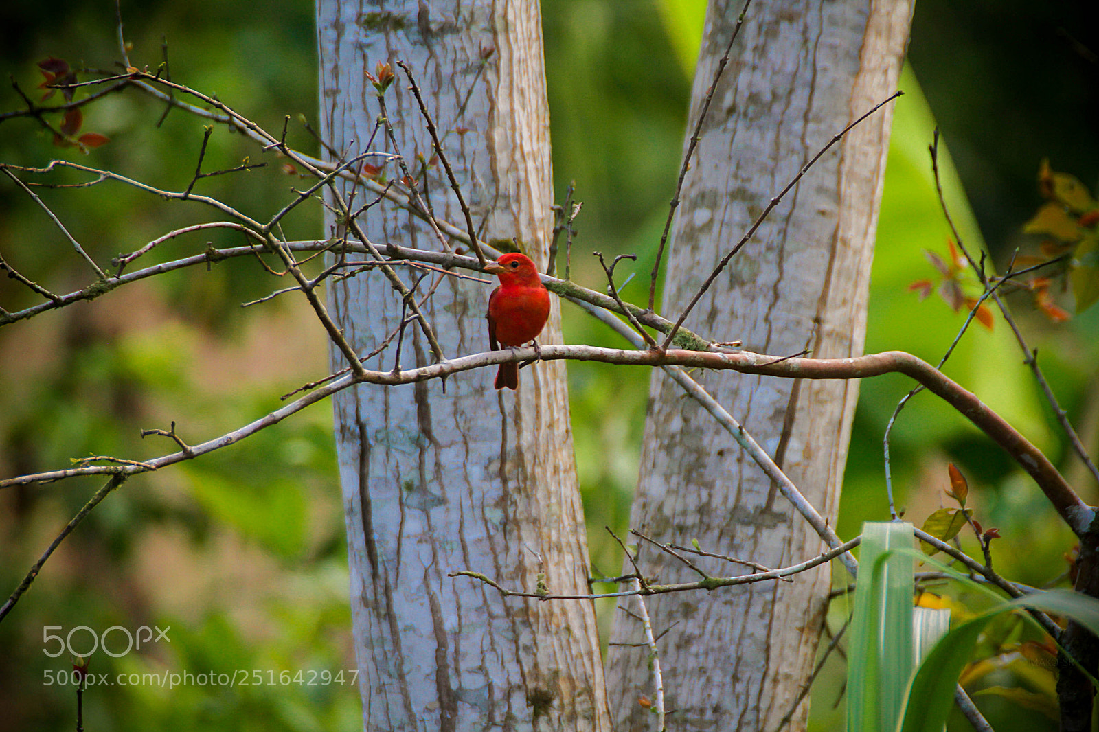 Canon EOS 7D sample photo. Summer tanager, piranga rubra photography