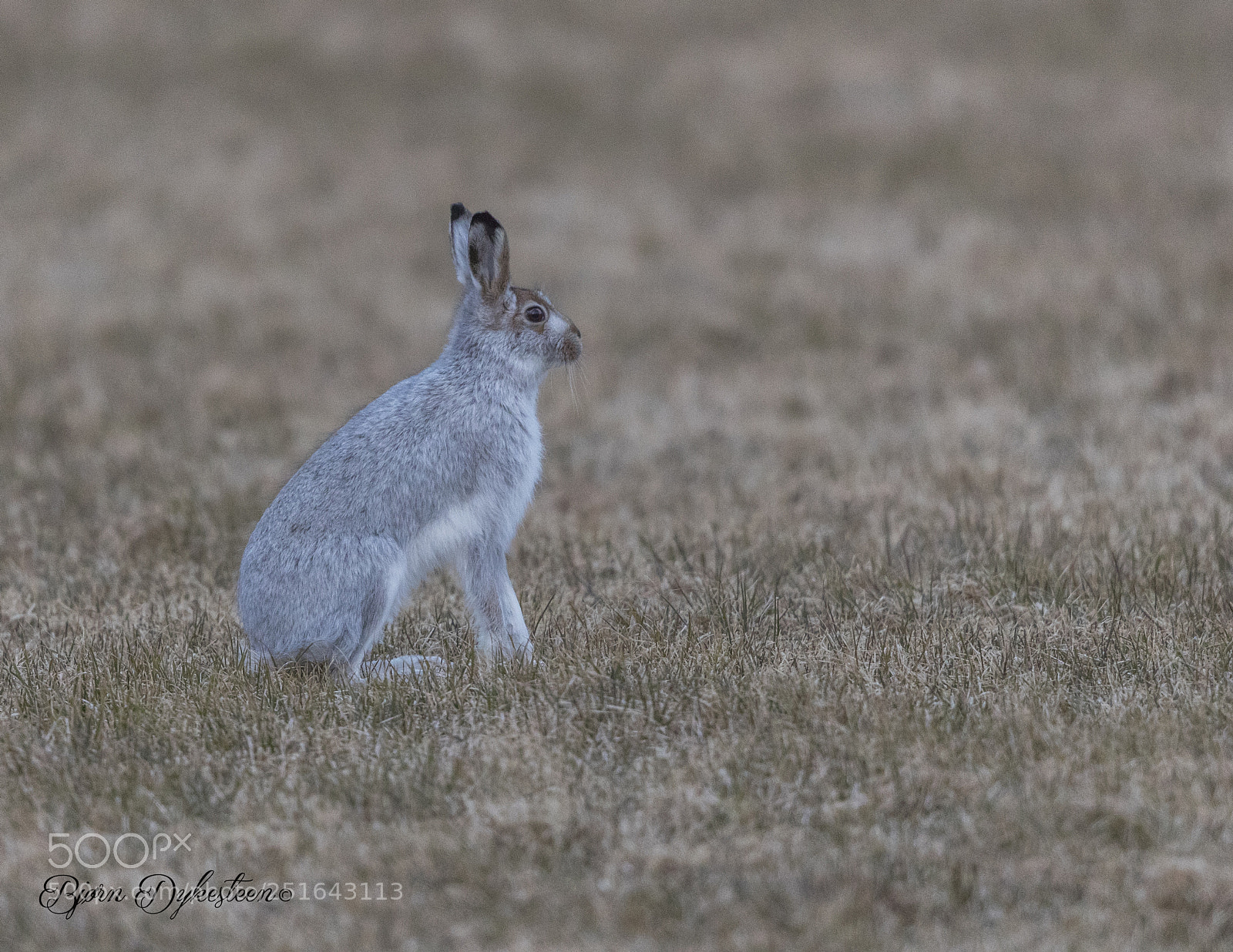 Canon EOS-1D X Mark II sample photo. Bunny photography