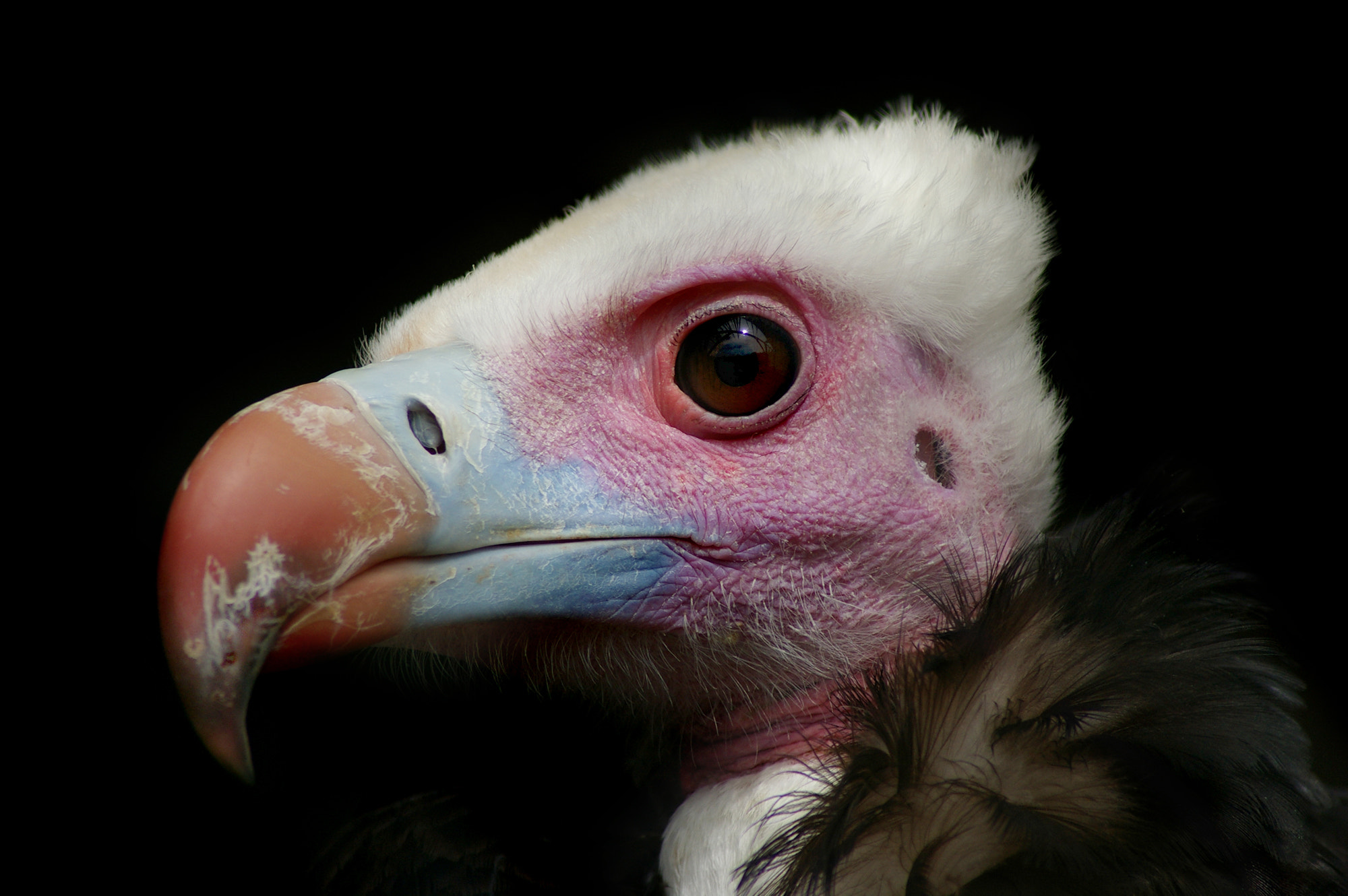 Pentax K100D sample photo. Ethel - white headed vulture photography