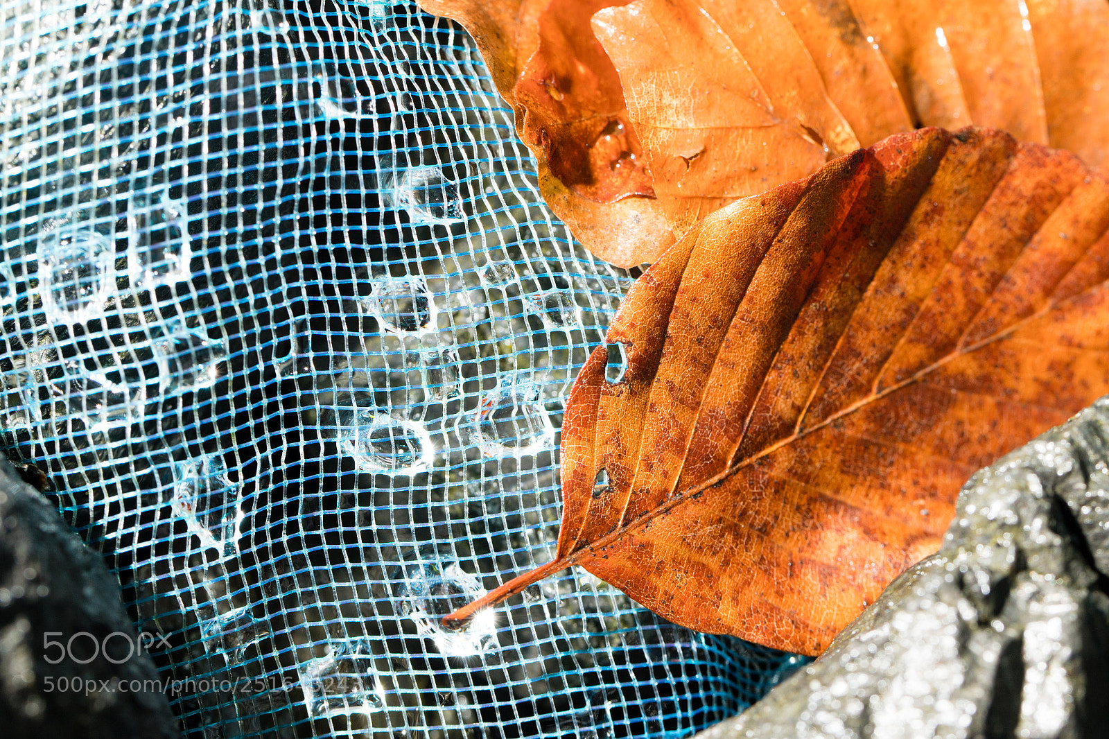 Canon EOS 6D Mark II sample photo. Leaves and drops photography