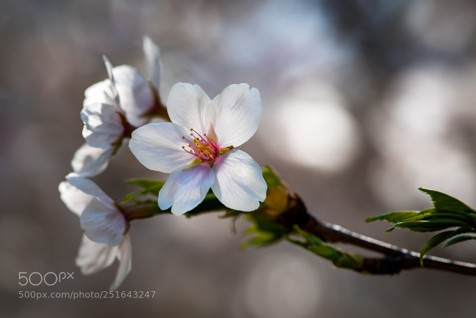 Pentax K-1 sample photo. Sakura iii photography
