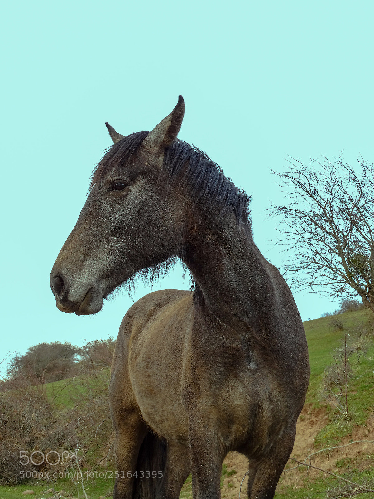 Sony Cyber-shot DSC-HX300 sample photo. Wild horse photography