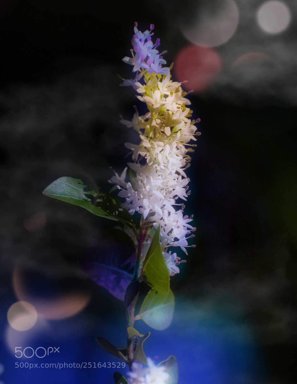 Nikon D7100 sample photo. Branching photography