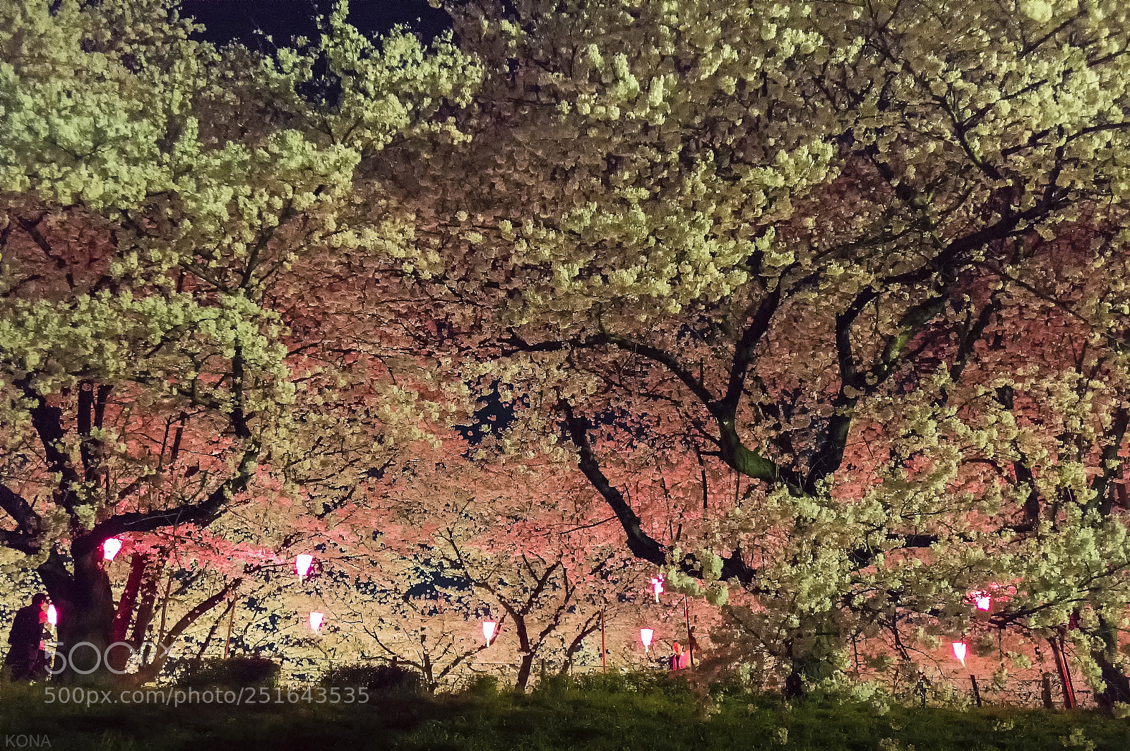 Nikon D810 sample photo. Sakura photography