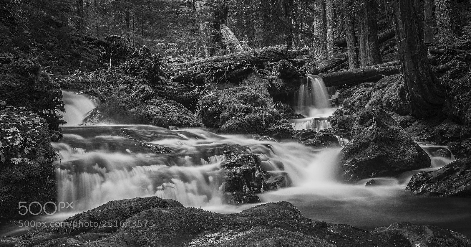 Canon EOS 5D Mark II sample photo. Natures chaos black and photography