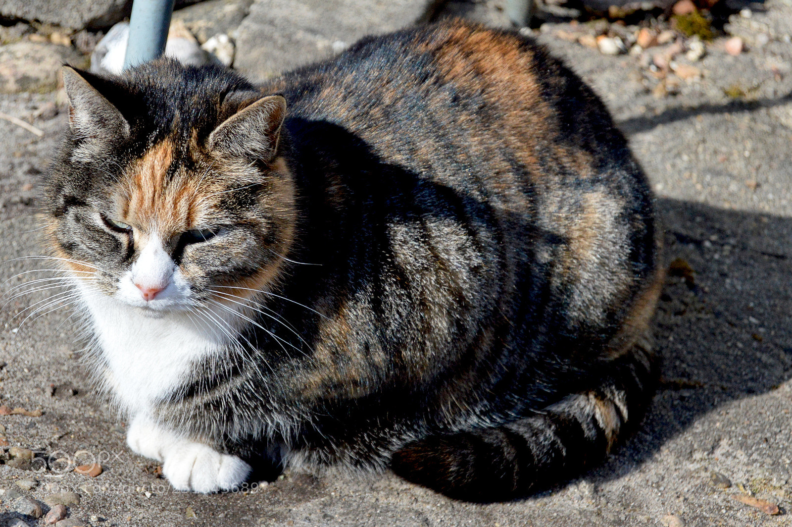 Nikon D3200 sample photo. Cat photography
