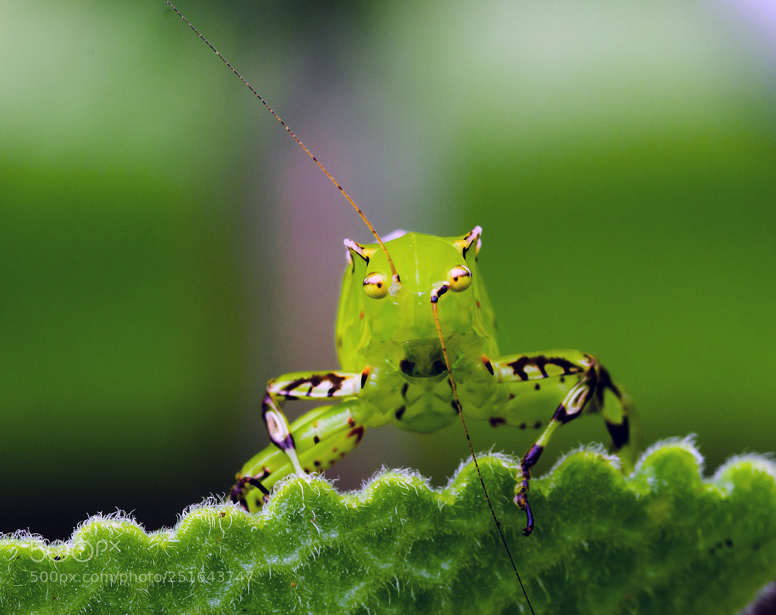 Canon EOS 7D sample photo. Nature photography