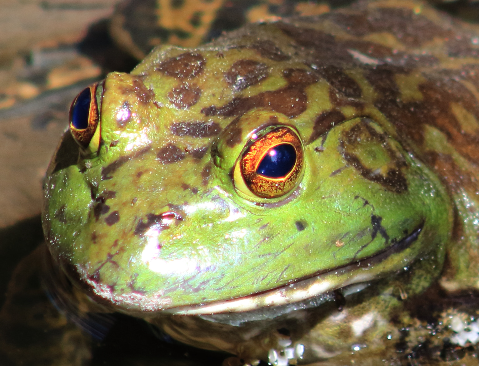 Canon EF 75-300mm f/4-5.6 sample photo. Bull frog photography