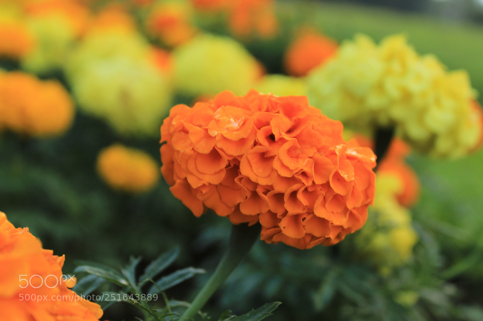 Canon EOS 1300D (EOS Rebel T6 / EOS Kiss X80) sample photo. Flower's at the garden photography