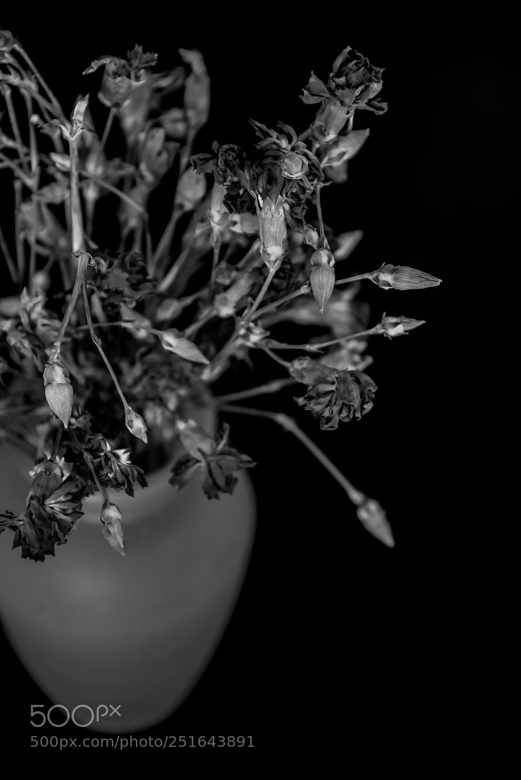 Nikon D3300 sample photo. Dead flowers bnw photography