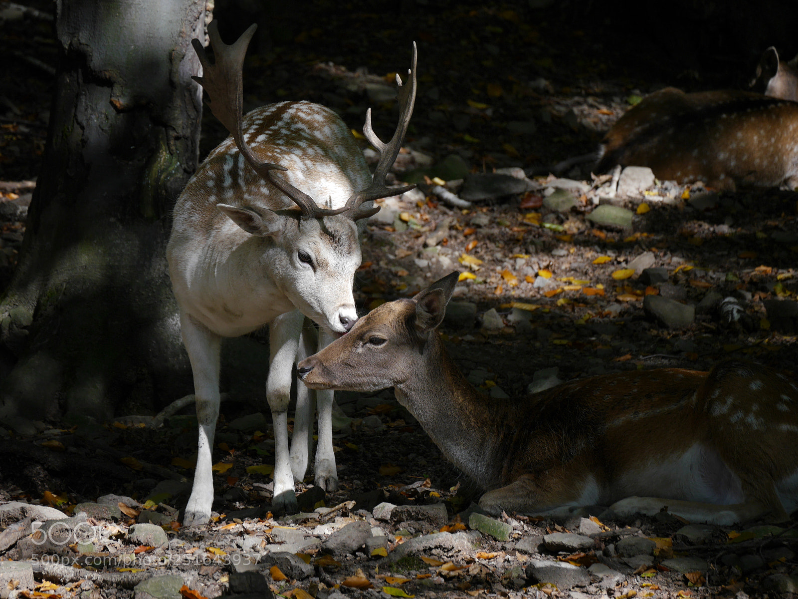 Panasonic Lumix DMC-G6 sample photo. Falowniki deer photography