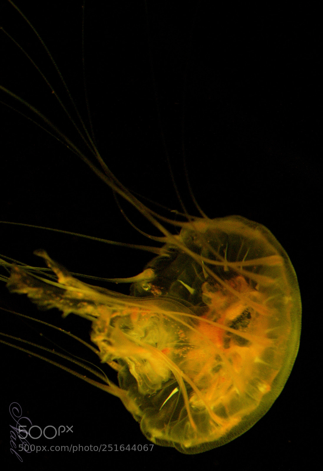 Sony DT 18-70mm F3.5-5.6 sample photo. The yellow jellyfish photography