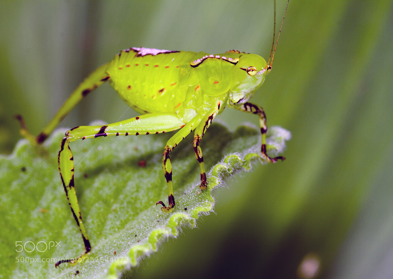 Canon EOS 7D sample photo. Nature photography