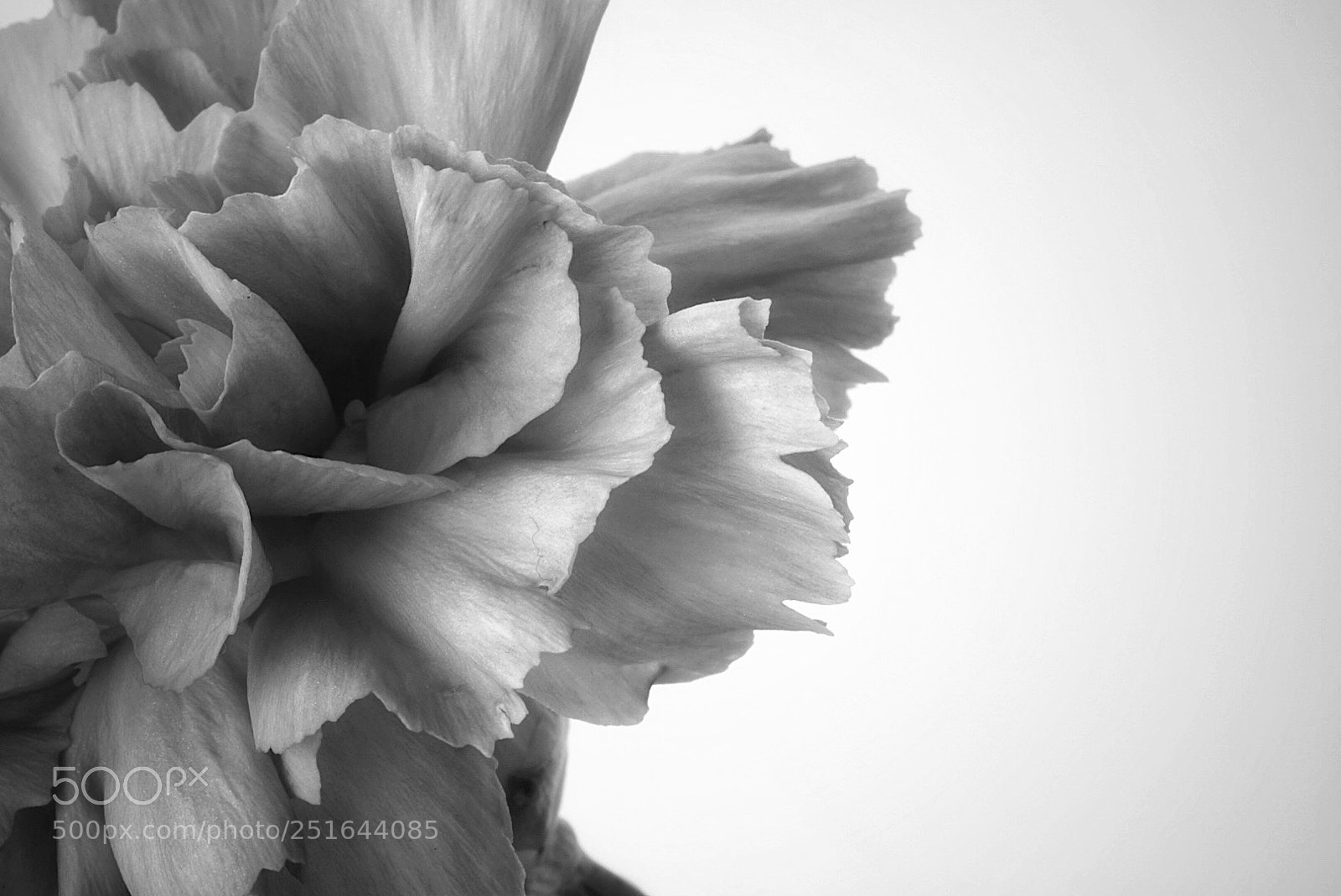 Sony a6000 sample photo. Minicarnation closeup photography