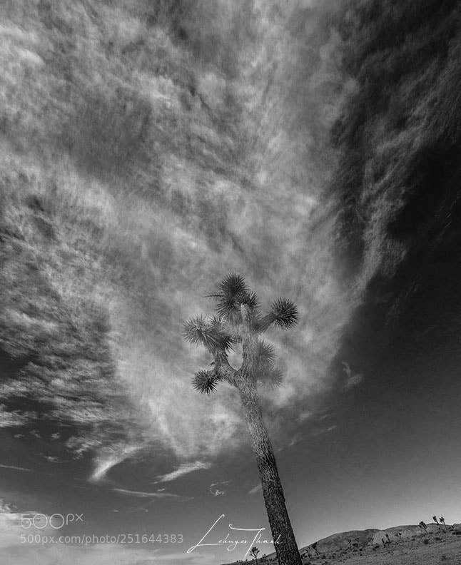 Nikon D800E sample photo. The clouds photography