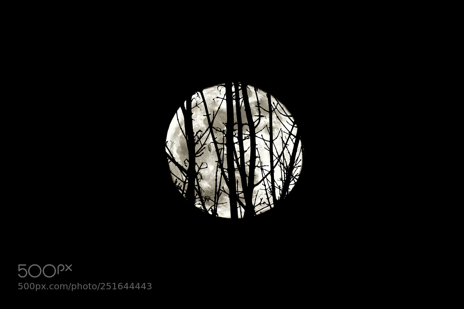 Canon EOS 200D (EOS Rebel SL2 / EOS Kiss X9) sample photo. Super moon tree photography
