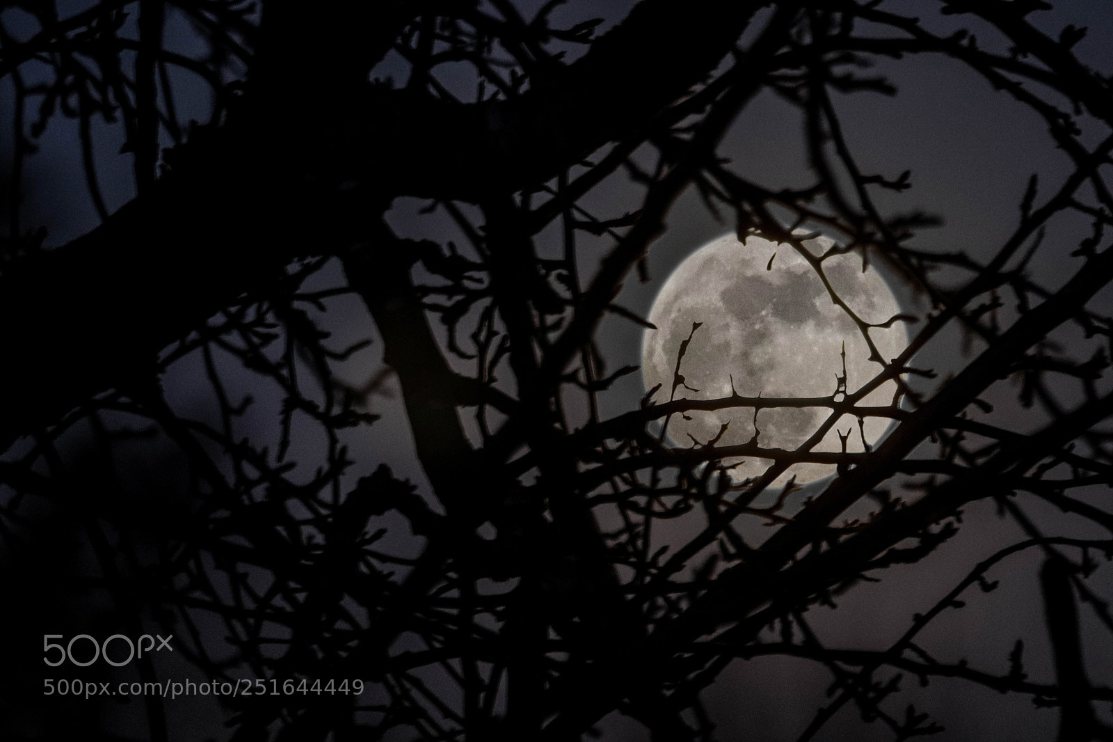 Canon EOS 200D (EOS Rebel SL2 / EOS Kiss X9) sample photo. Super moon trees photography