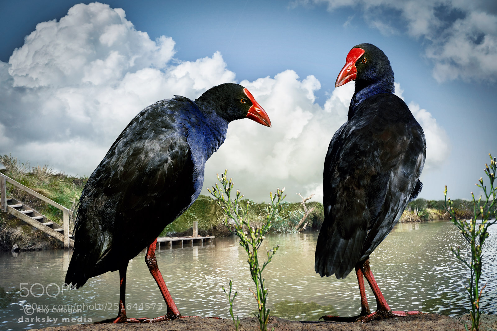 Sony a7R III sample photo. Coot confab photography