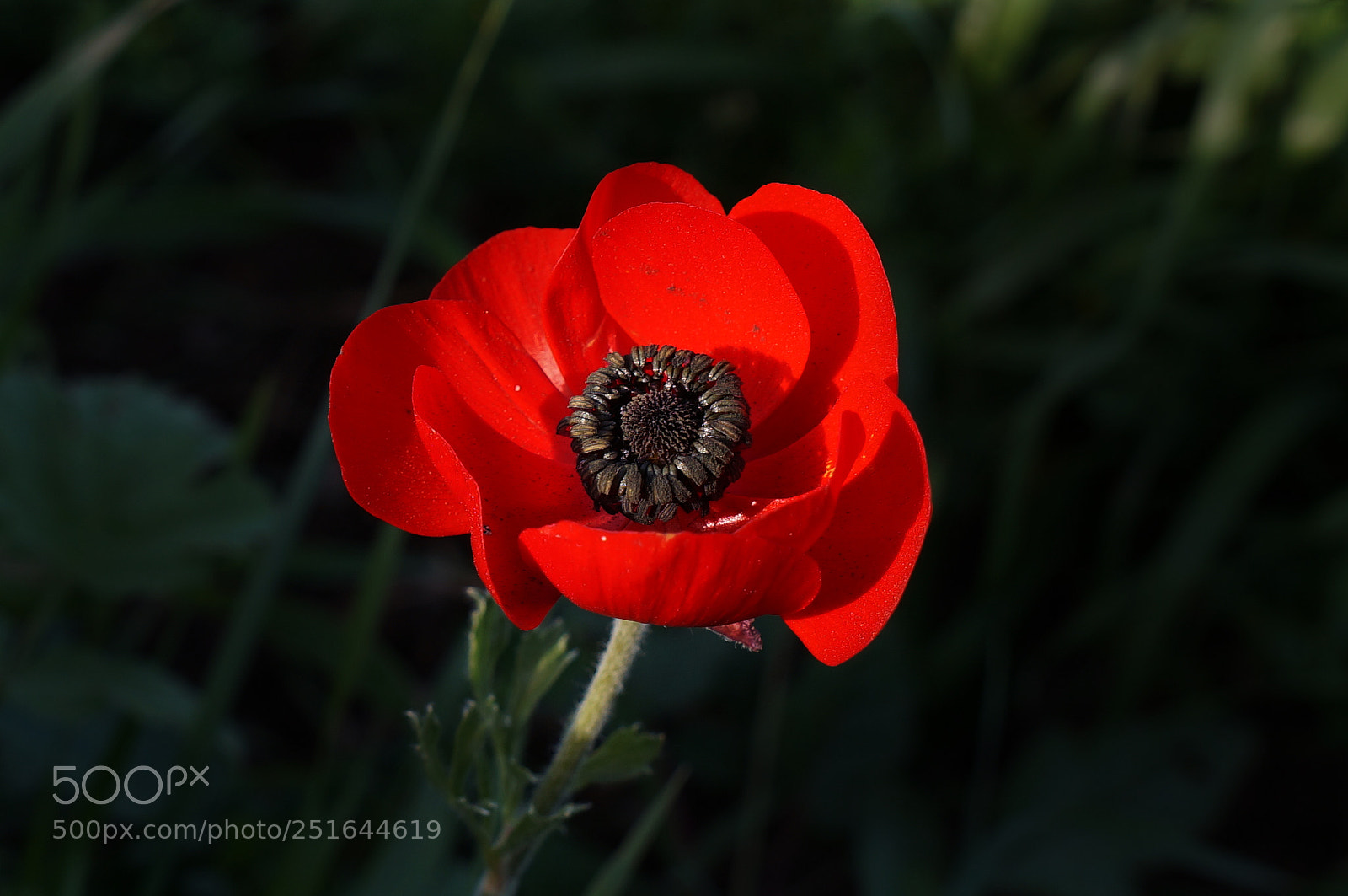Sony Alpha NEX-5R sample photo. Pop of red photography