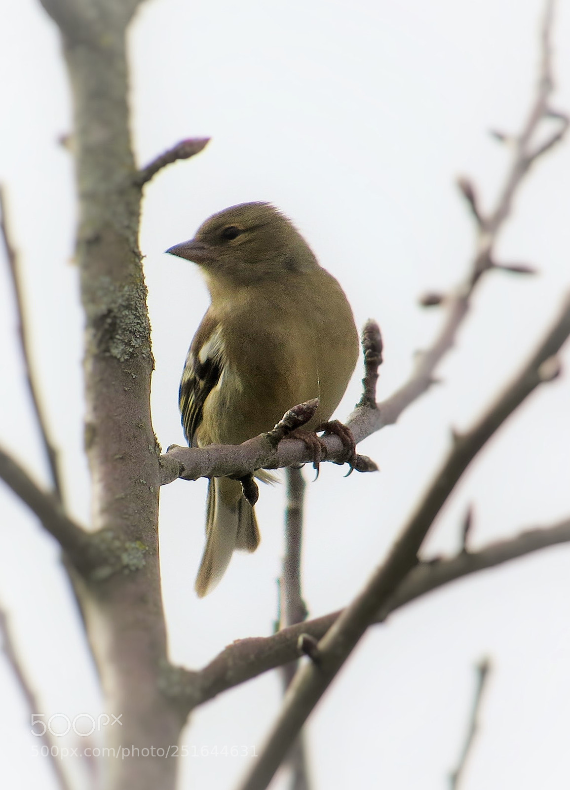 Canon PowerShot SX50 HS sample photo. Graceful bird () photography