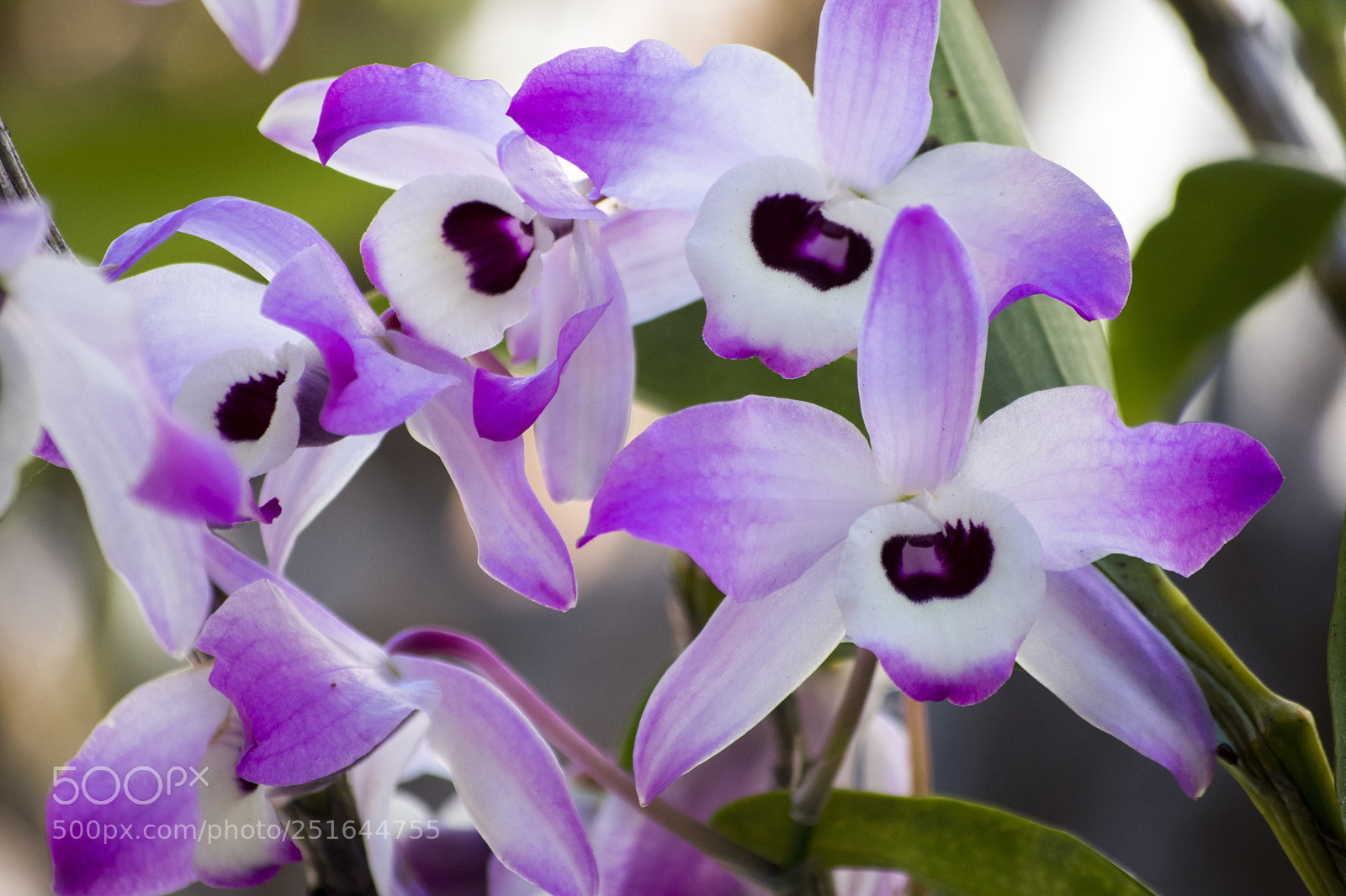 Nikon D3400 sample photo. Orchid+ photography