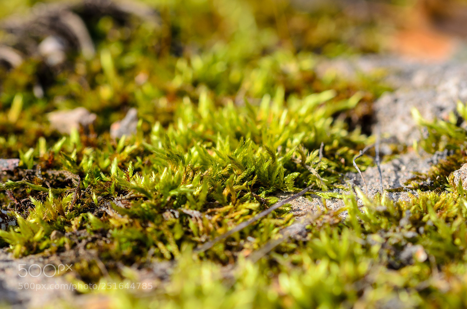 Nikon D7000 sample photo. Spring moss photography