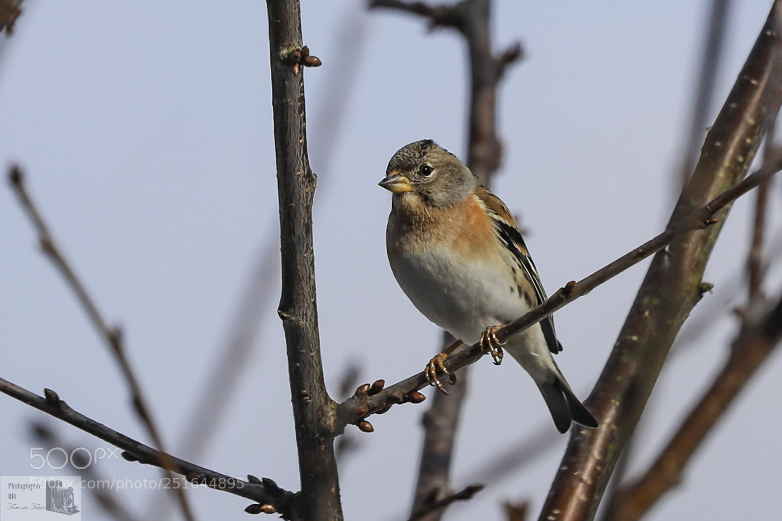 Canon EOS-1D X Mark II sample photo. Brambling photography