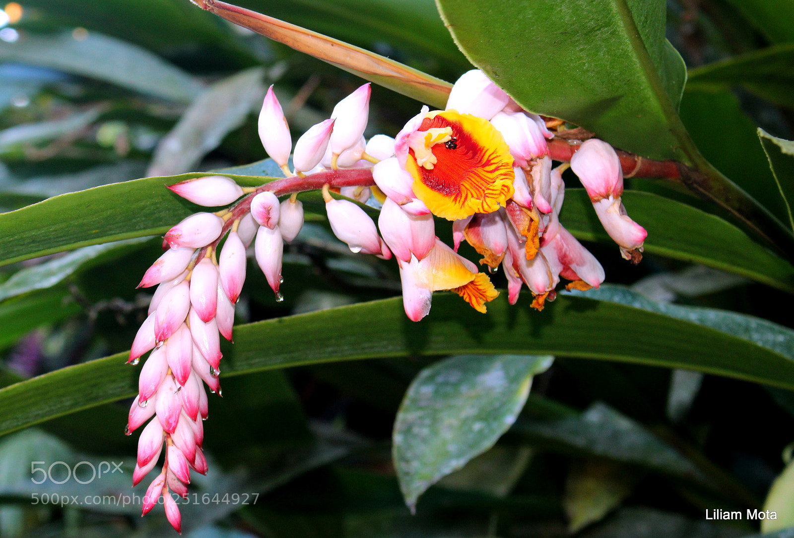 Canon EOS 700D (EOS Rebel T5i / EOS Kiss X7i) sample photo. Untitled photography