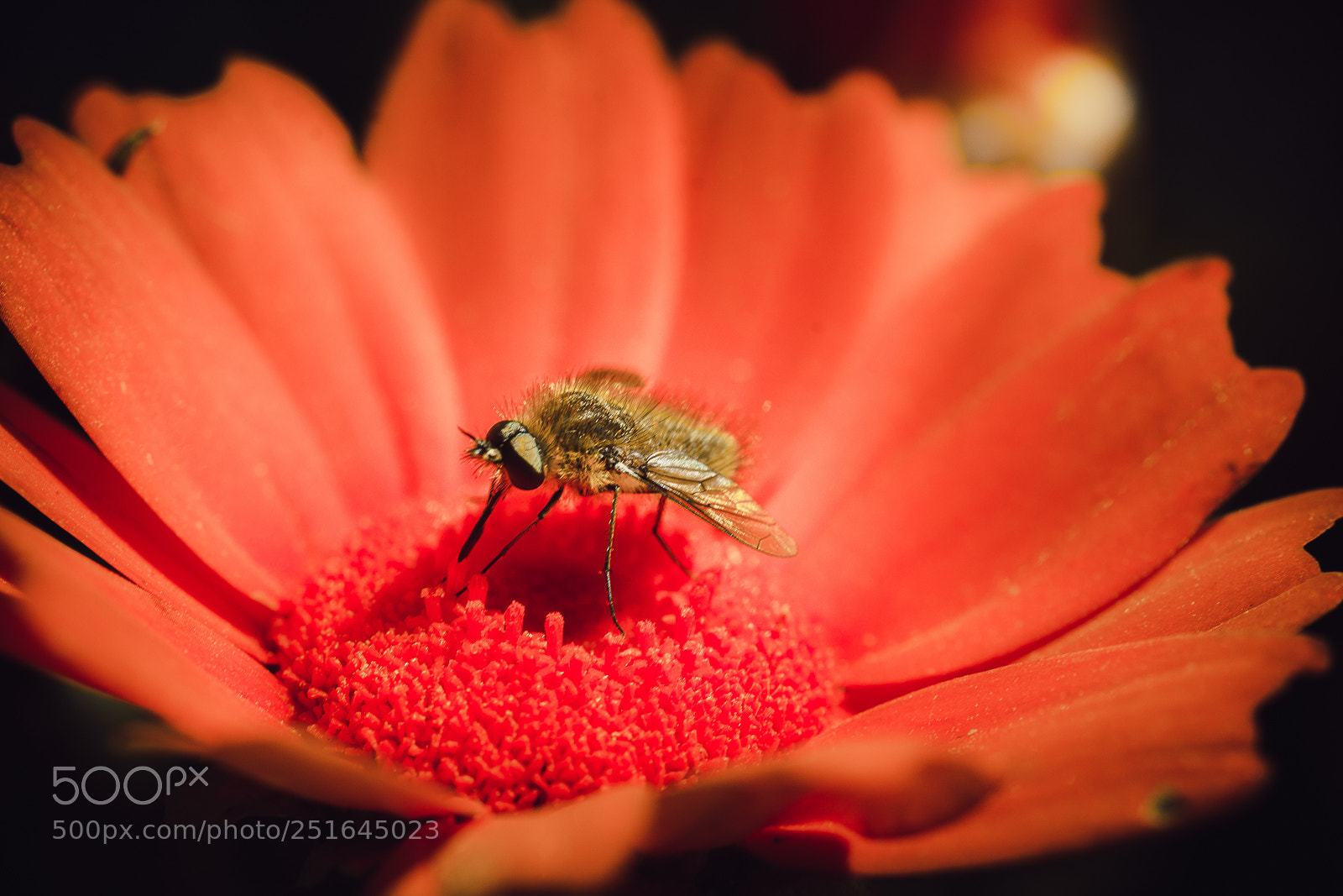Nikon D7100 sample photo. Kml photography