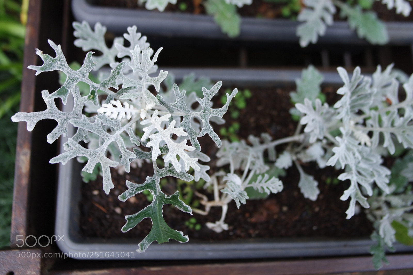 Samsung NX3000 sample photo. White photography