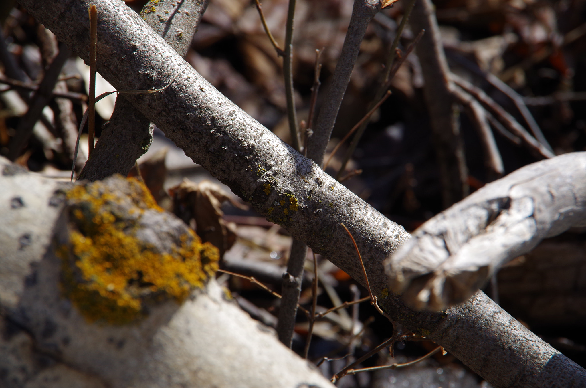 Pentax K-50 sample photo. Trying to compare photography