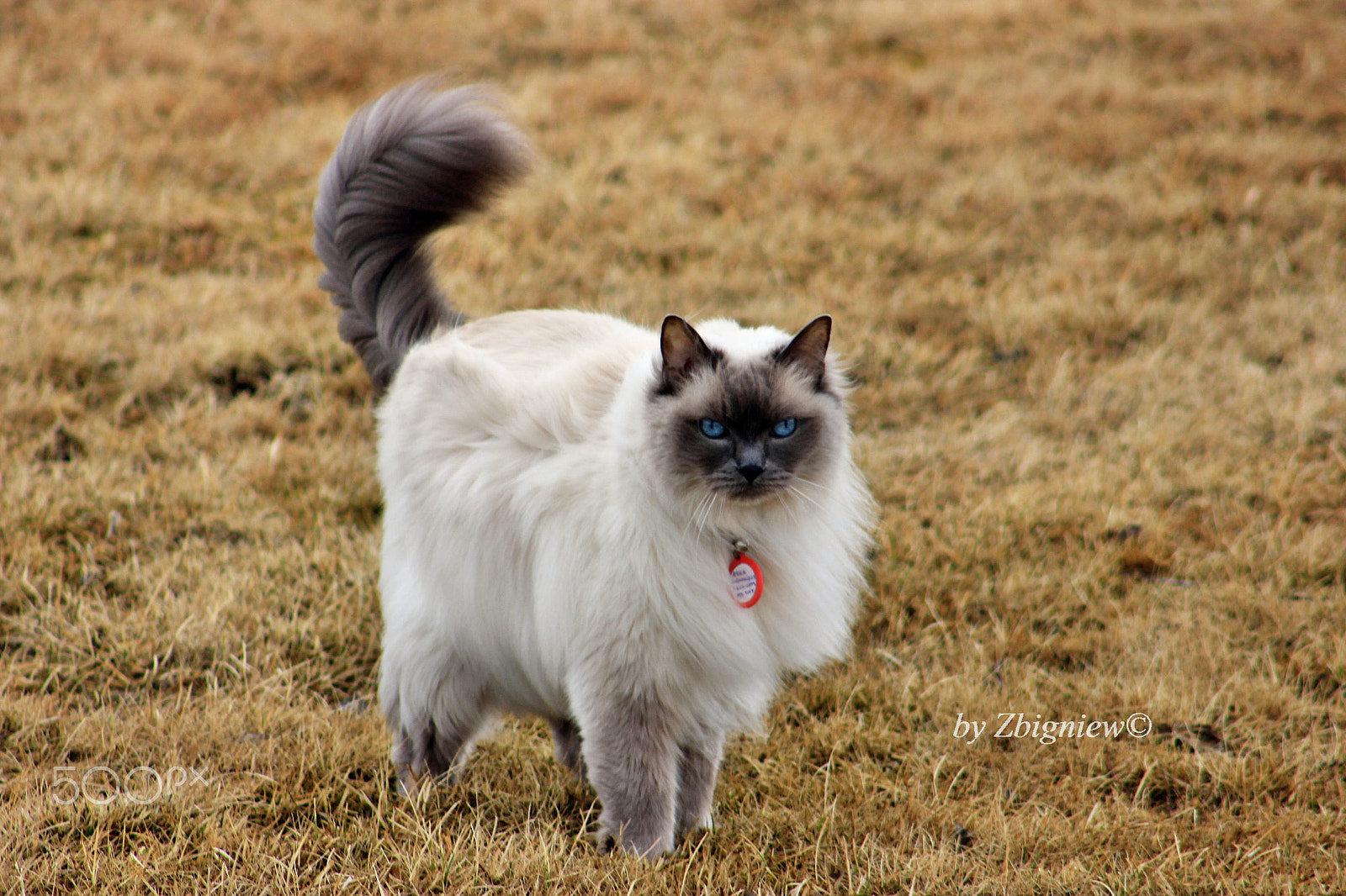 Canon EF 75-300mm f/4-5.6 sample photo. Kitty photography