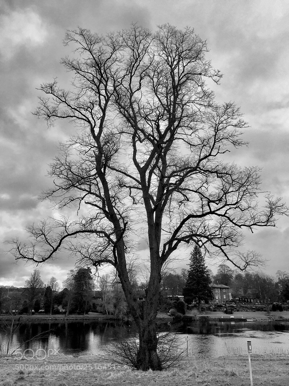 Apple iPhone SE sample photo. Tree on the banks photography
