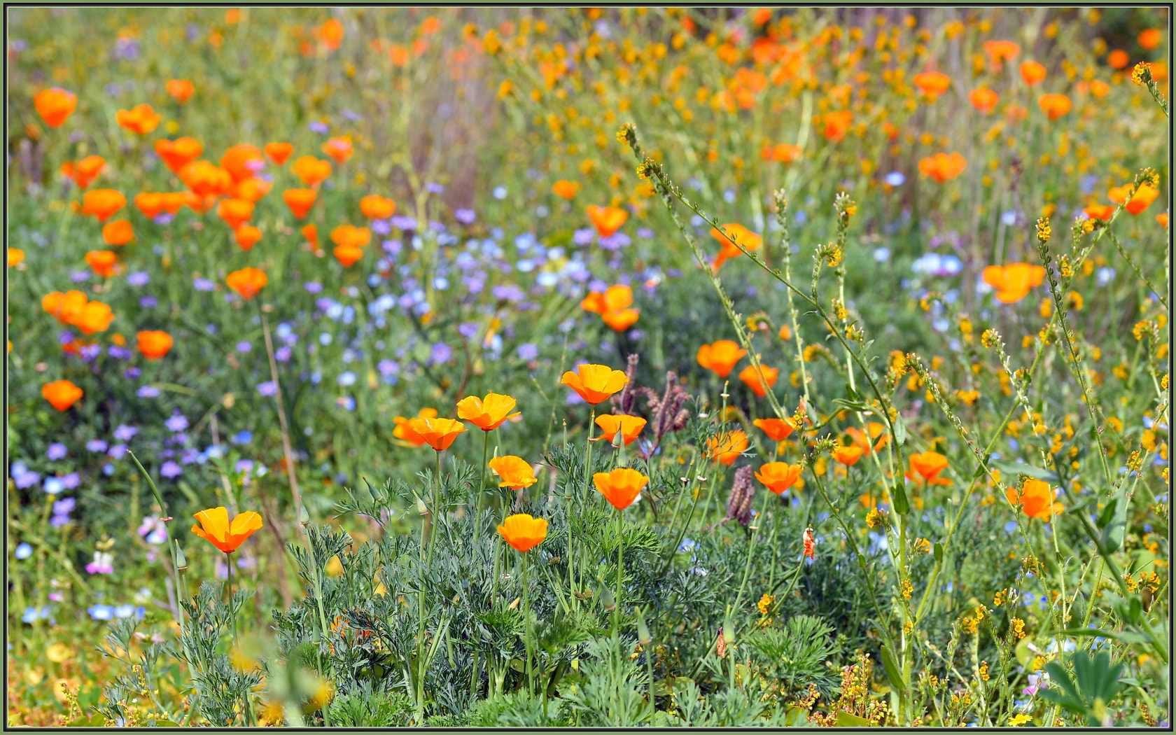 Sigma 105mm F2.8 EX DG OS HSM sample photo. Quintessential california photography