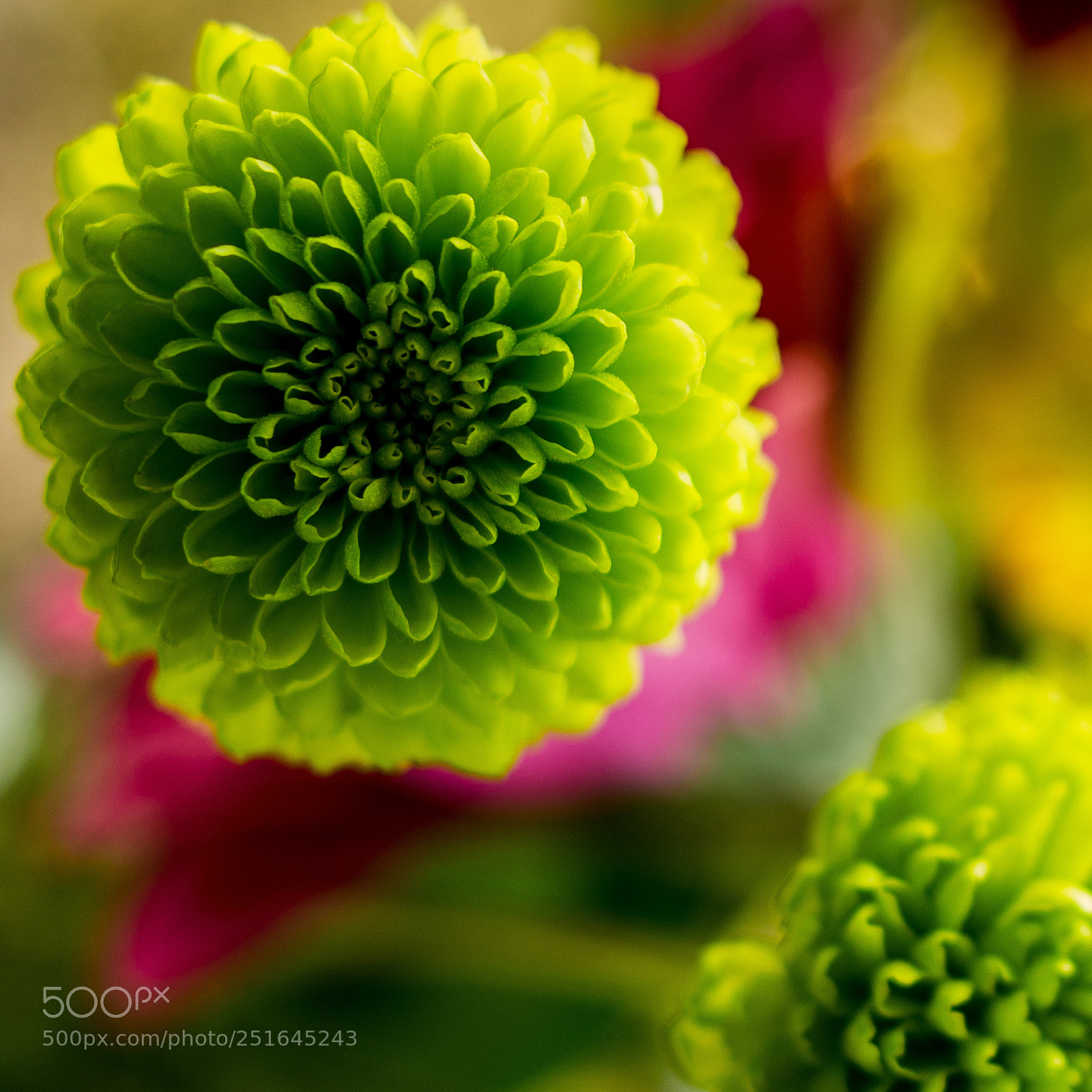 Pentax K-5 sample photo. Flower macro 3 photography