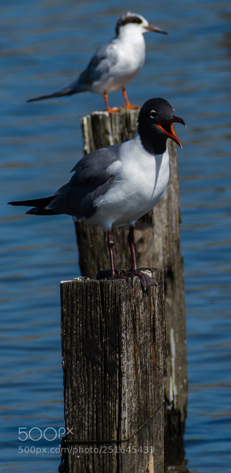 Nikon D7200 sample photo. Laughing gull photography