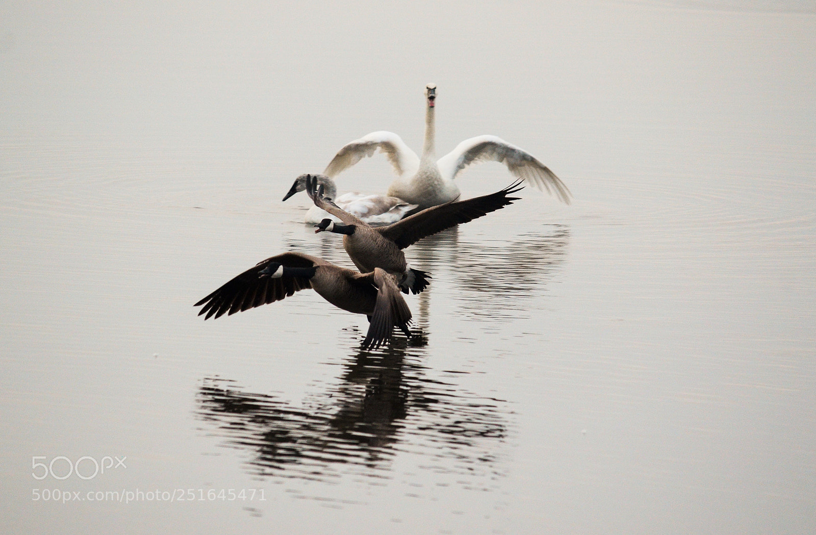 Nikon D7000 sample photo. Conflict between swans and photography