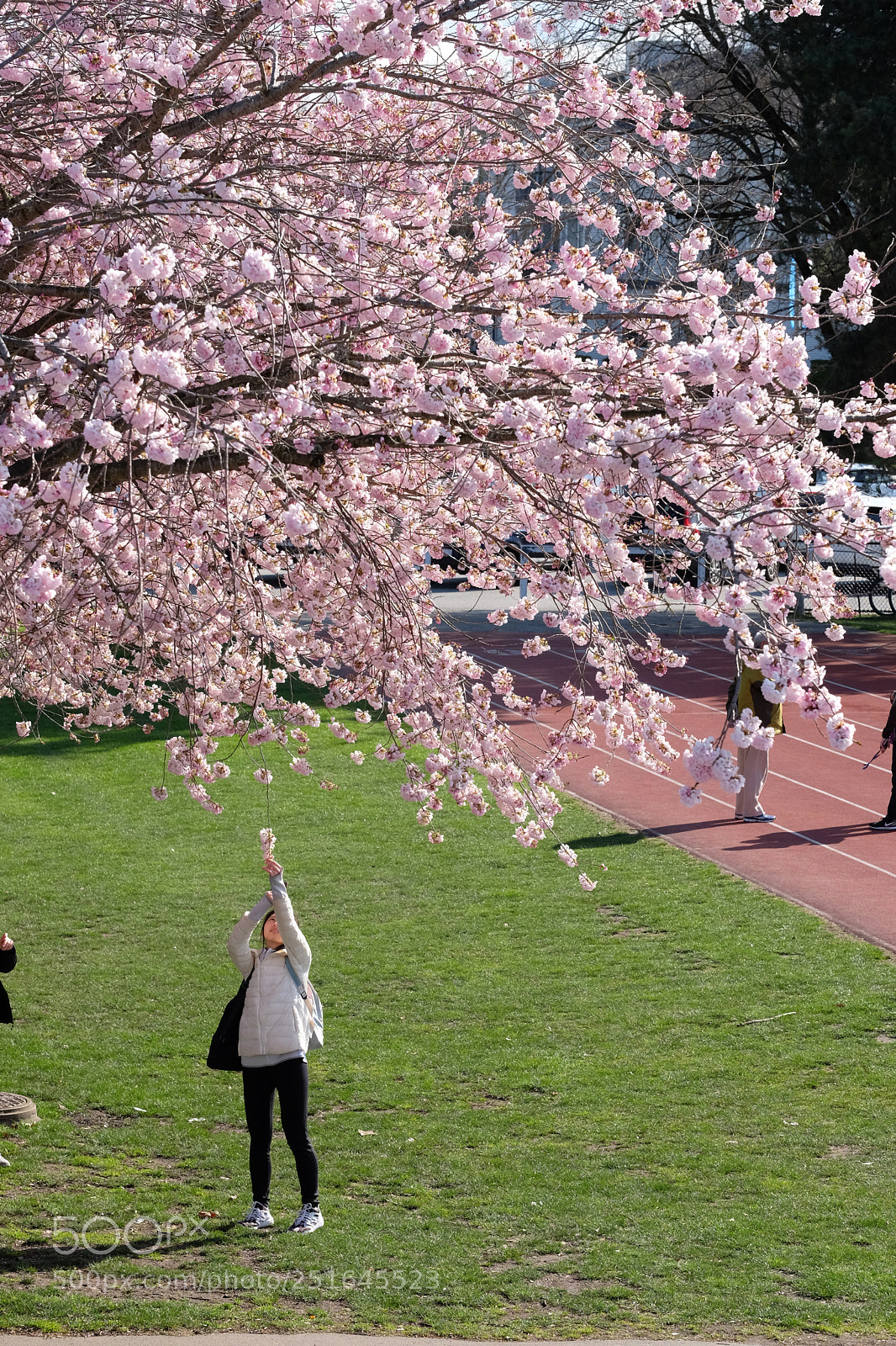 Fujifilm X-T1 sample photo. Pick a blossom photography
