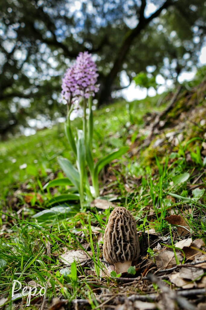 Panasonic Lumix DMC-FZ1000 sample photo. Morchella photography