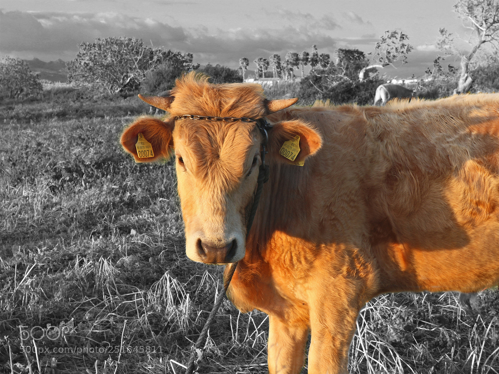Canon EOS M10 sample photo. Cow photography