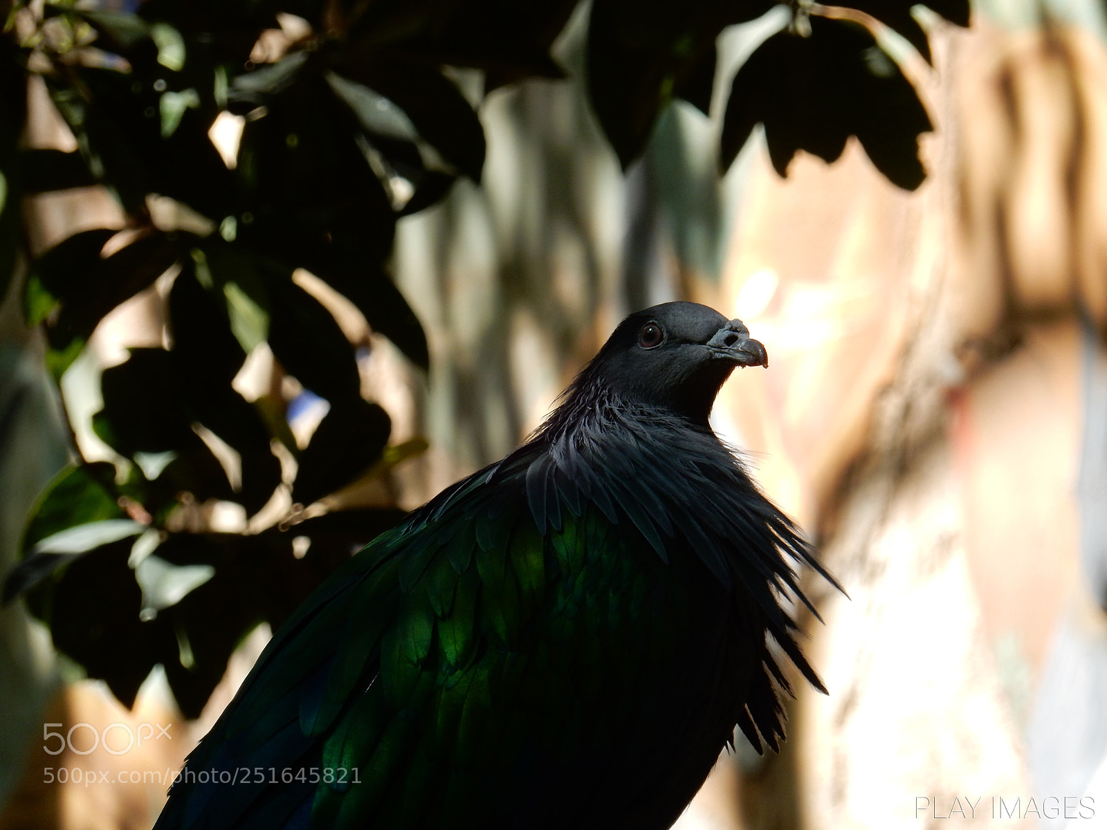 Nikon Coolpix S9900 sample photo. Mystical bird photography