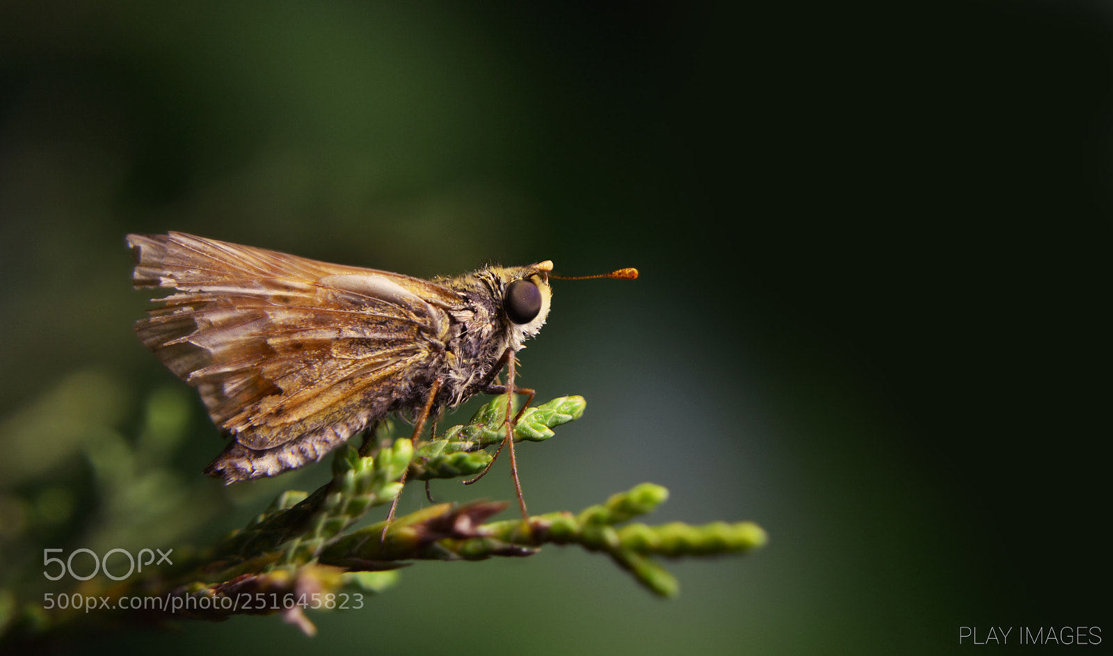 Nikon D3100 sample photo. Moth photography