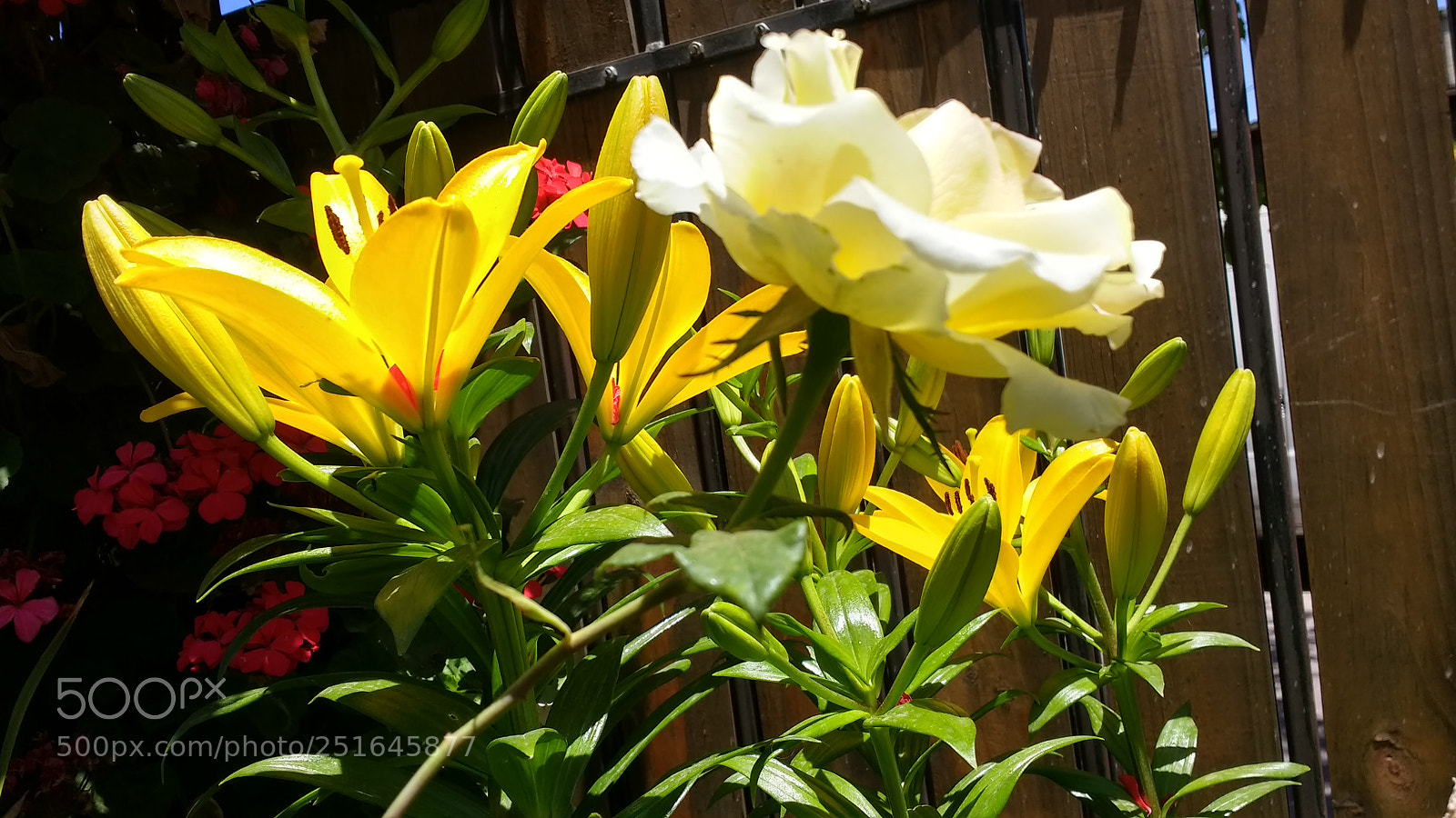 Motorola Moto G (4) sample photo. Untitled photography