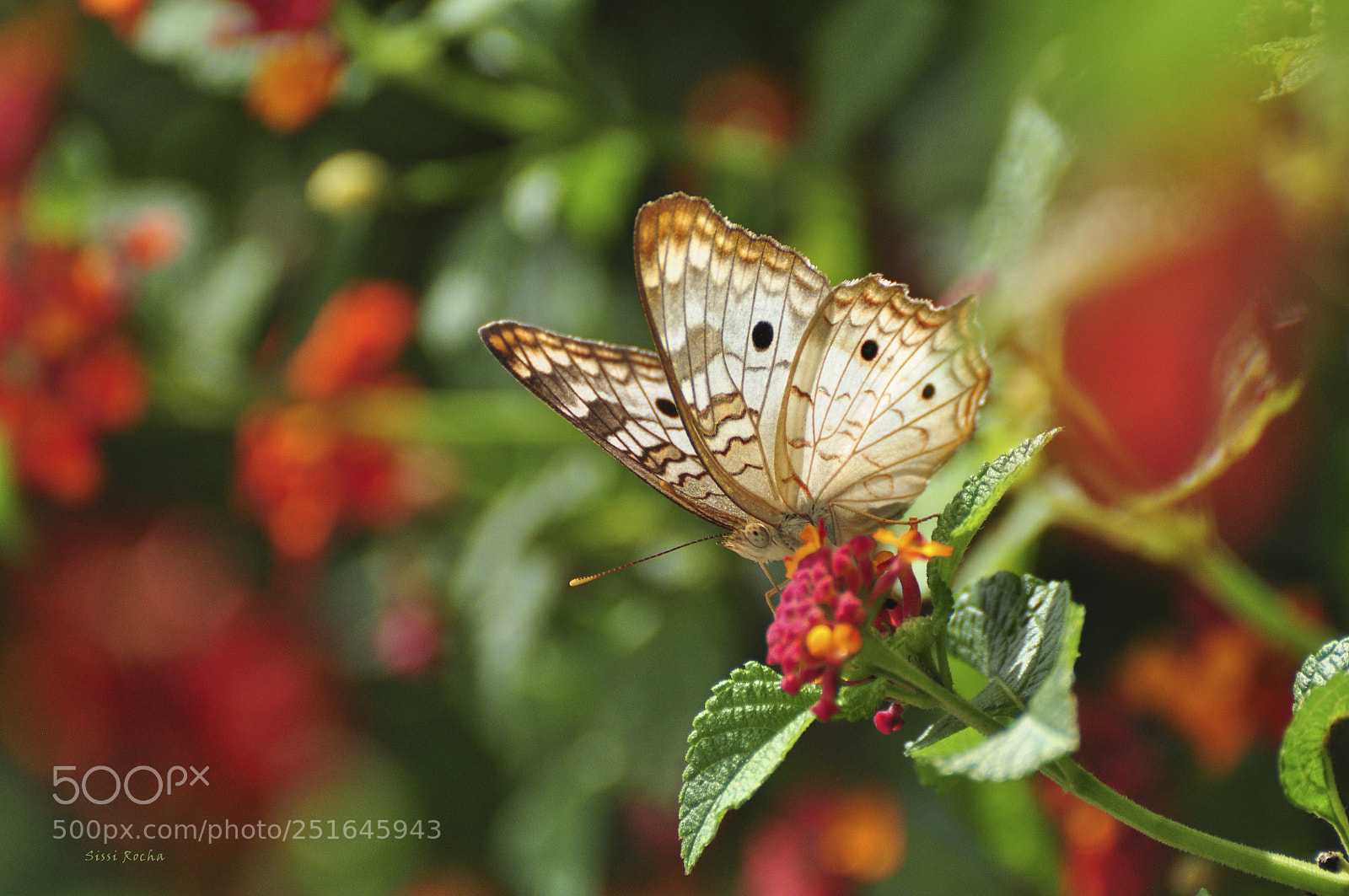 Nikon D90 sample photo. Natura photography