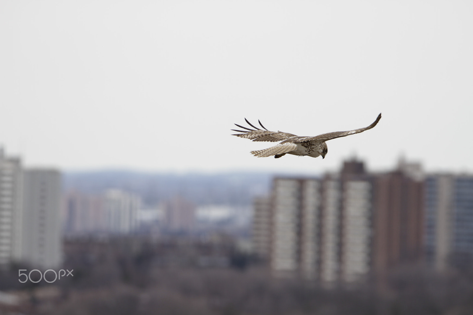 Tamron SP 150-600mm F5-6.3 Di VC USD sample photo. Art of gliding photography