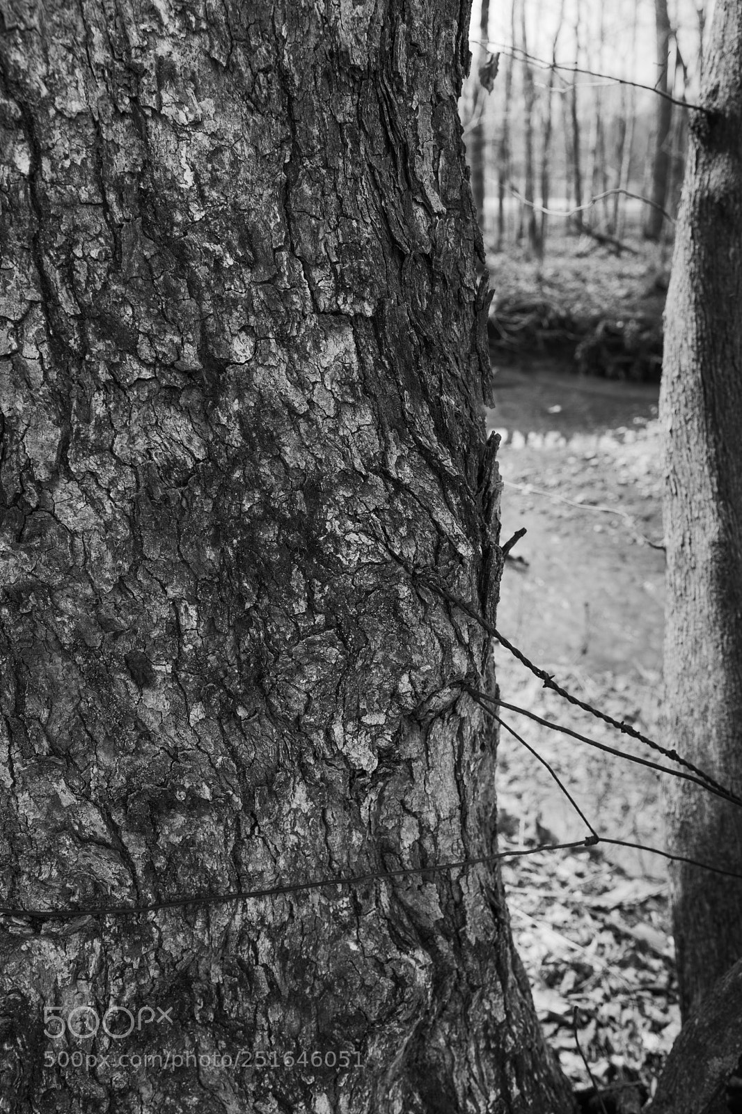 Canon EOS 77D (EOS 9000D / EOS 770D) sample photo. Nature always wins photography