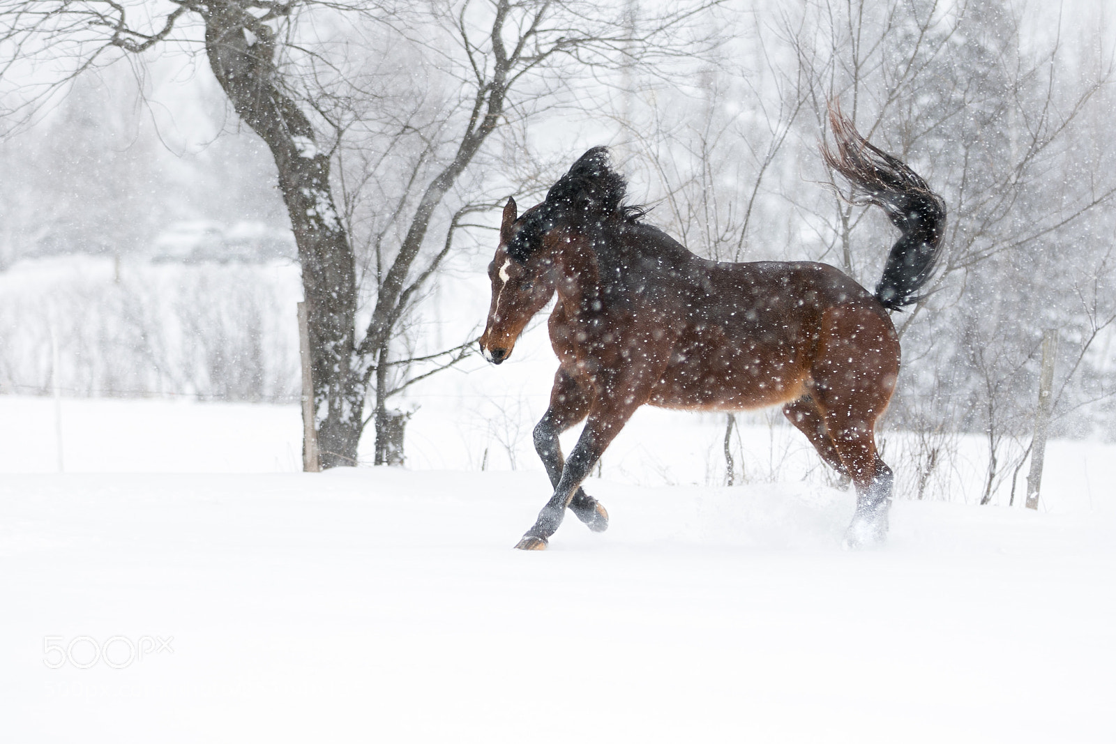 Canon EOS 7D Mark II sample photo. Horsesnow juliptailup photography
