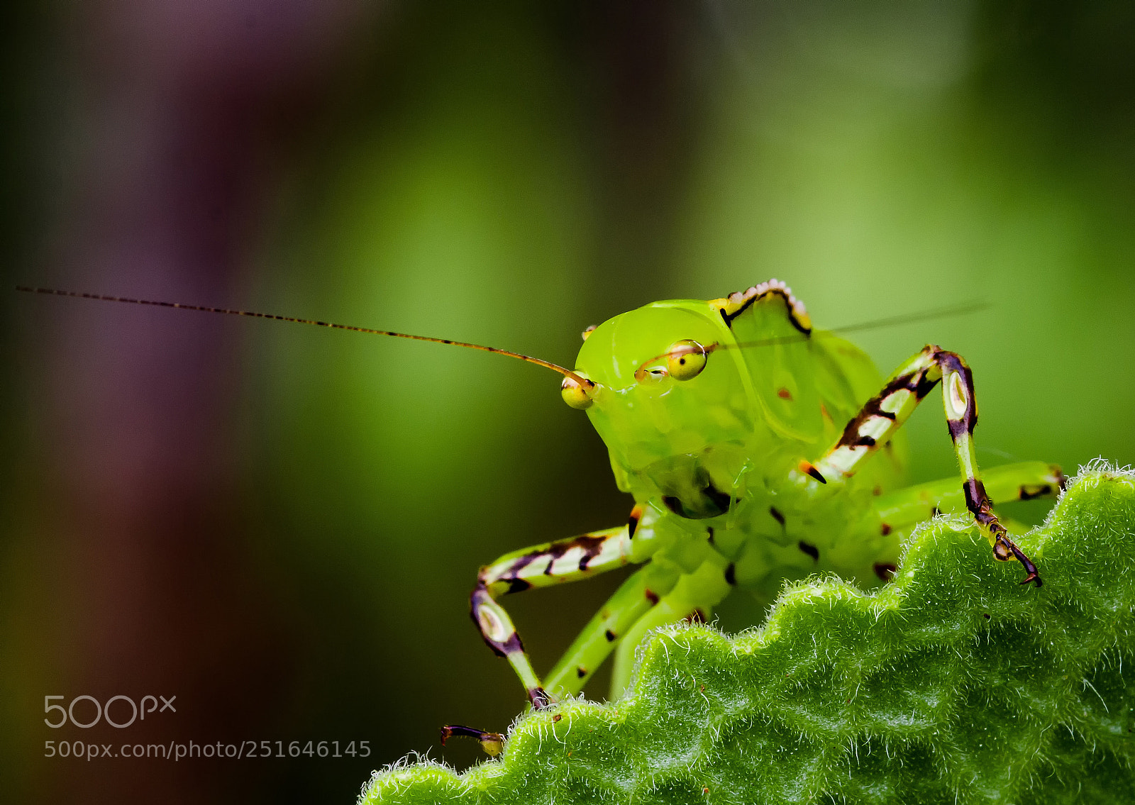 Canon EOS 7D sample photo. Nature photography